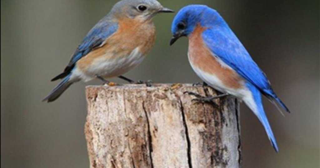 Attracting Bluebirds