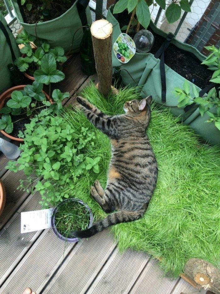 Cat Garden