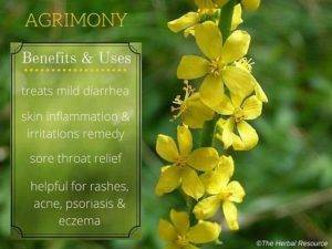 Agrimony Herb