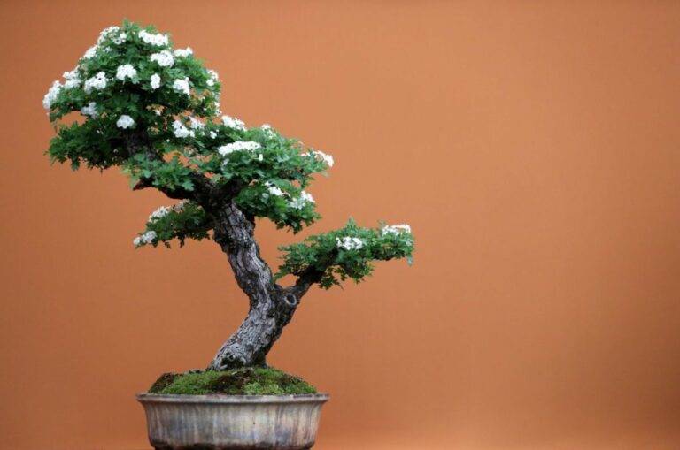 Bonsai Tree Amazon