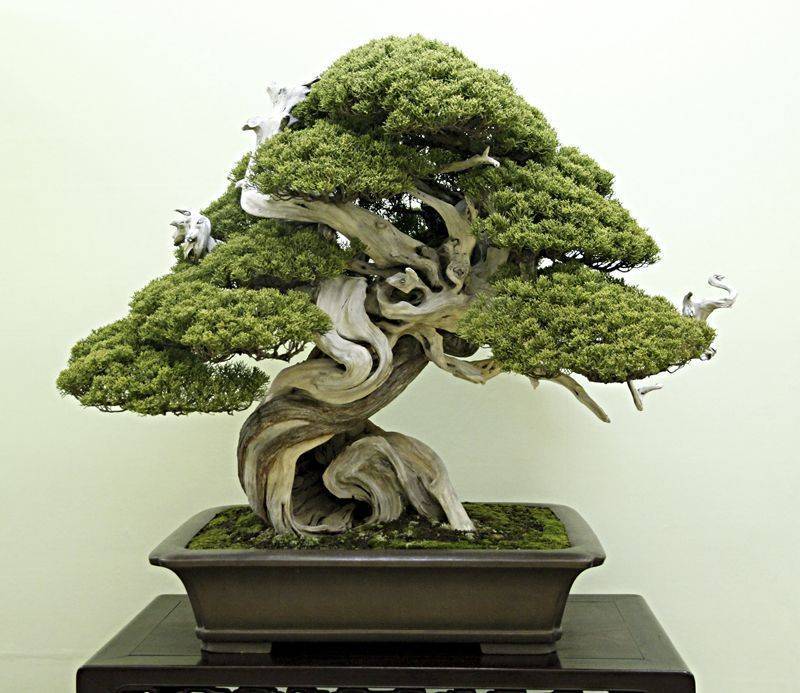 Grow Bonsai From Seed