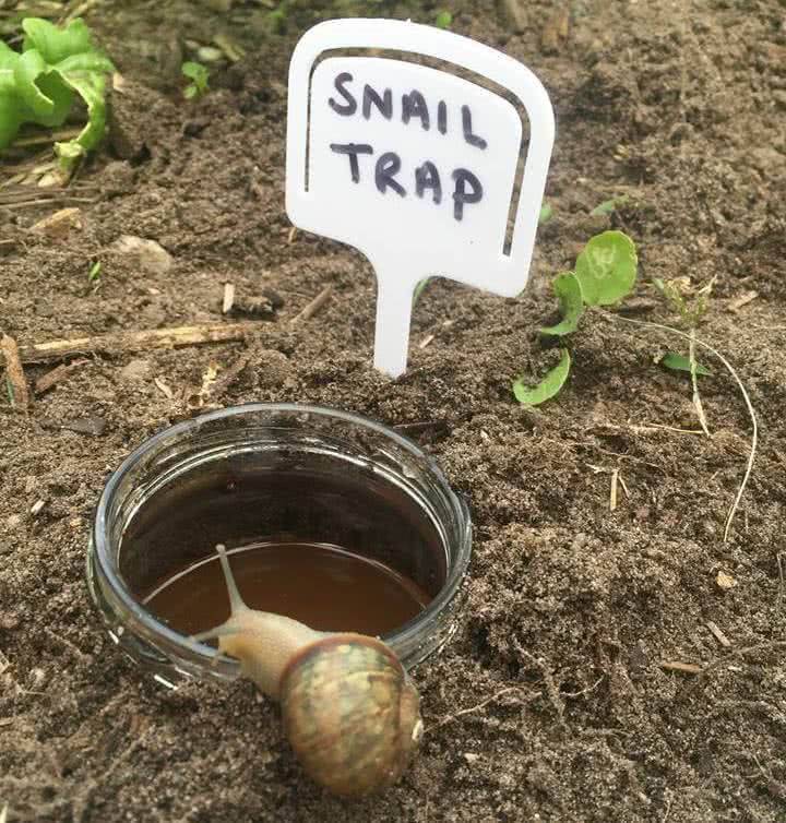 Slug Traps