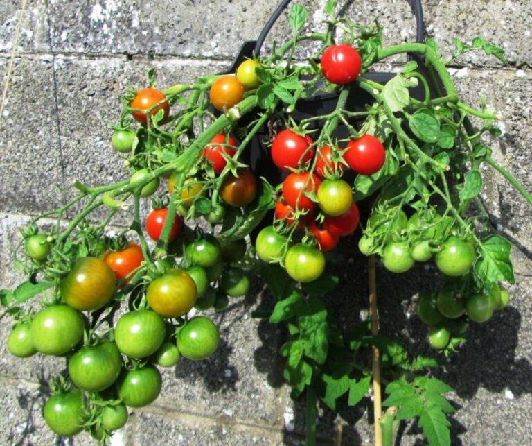 Hanging Cherry Tomato Plants How To Grow Them at Home