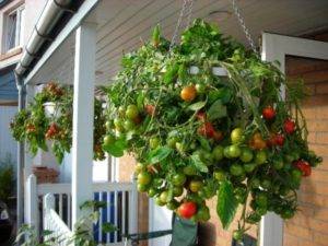 hanging cherry tomato plants