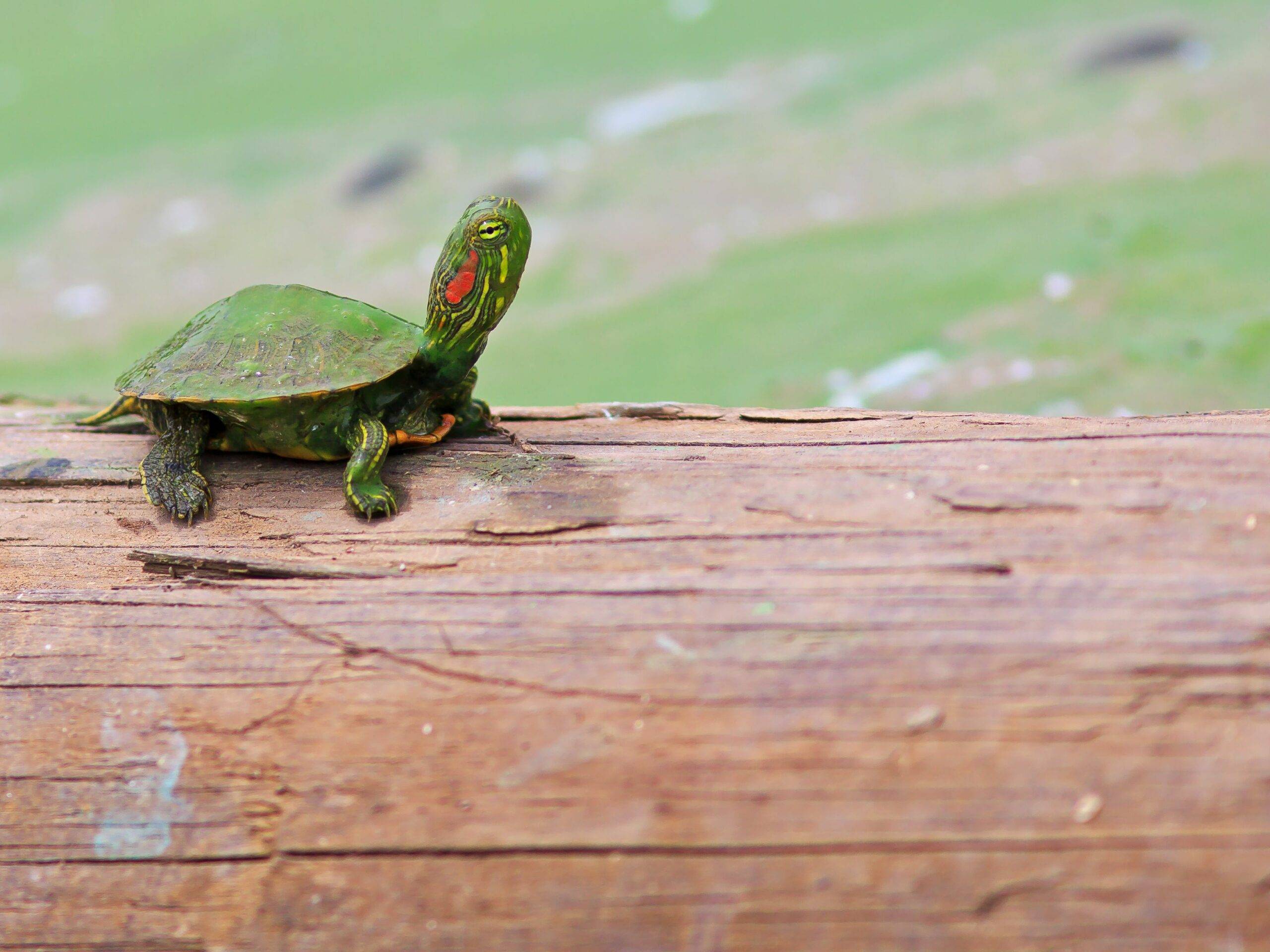 Baby Red Eared Slider's Diet: Simple Tips To Keep Them Healthy