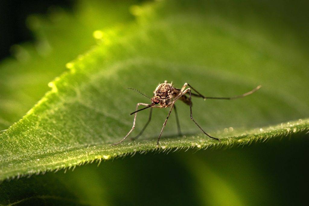 mosquito repellent plants