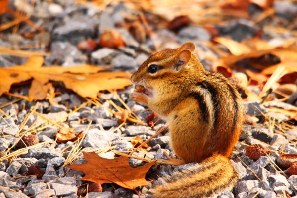 The Safest Ways to Keep Chipmunks Out of Your Yard - howdididoit.com