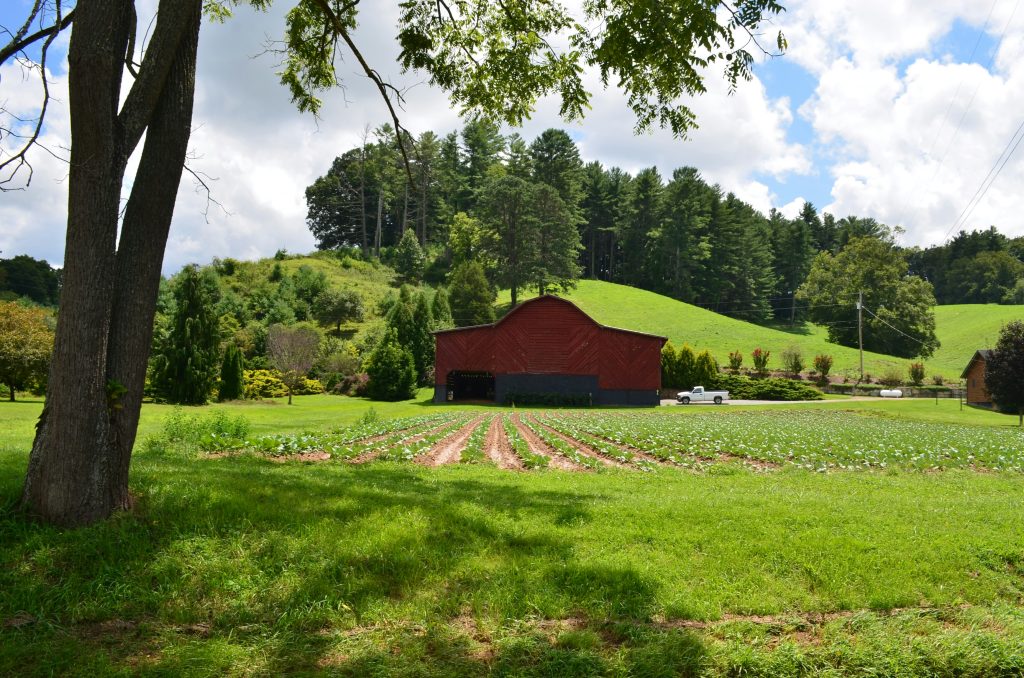 homesteading farm